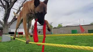 60 DOG TRICKS with Monkey