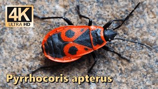 Firebug (Pyrrhocoris apterus) - part 1