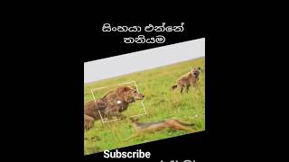 වෙන කාටවත්ට වඩා ඔයා ඔයාව විශ්වාස කරනවද? DoYou believe in yourself  ??? #motivation #success