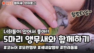 앵무새Vlog | Ep.28 | 코뉴어앵무, 모란앵무, 세네갈앵무 5마리와 함께하는 일상 #앵무새키우기 #입양 #앵무새먹이 #반려동물 #반려조