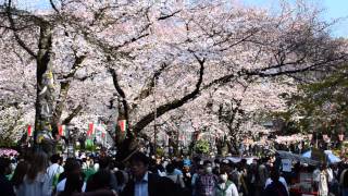 桜の上野