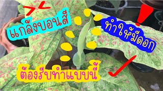 วิธีทำบอนสีให้รีบมีดอก วิธีนี้ออกดอกเร็วทันใจ!!