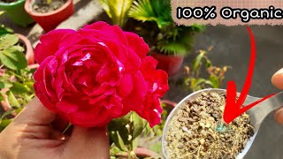 Desi Rose plant care - In pot || Fertilizer for desi rose 🌹 || Rose winter's care