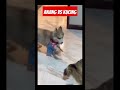 anjing vs kucing #funny #comedy #komedi #canda #lucu #ngakak