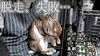 【ウサギさんが苦手な爪切りから逃亡しようとした結果と固まった毛玉のブラッシング】前回の続き　うさぎたいむ７　うさぎの飼い方 (for Japan)