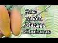 Cara tanam mangga chokanan cepat berbuah