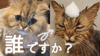 【別人】モフモフの猫をお風呂に入れたらちっちゃくなっちゃった