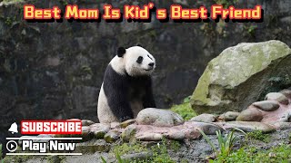 【Super Panda】Episode 310 Pandas Moms Have Their Own Parenting Ways | iPanda