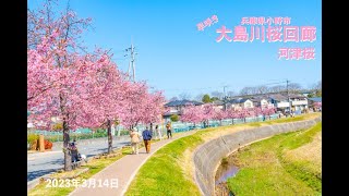 大川島桜回廊 河津桜 Cherry blossoms おの桜めぐり 桜並木 兵庫県小野市 #大川島桜回廊 #おの桜めぐり #桜 #季節の花