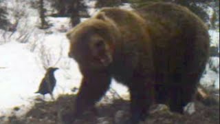 Wolf Attacks Grizzly Bear