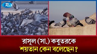 কবুতর নিয়ে রাসূল (সা.) এর হাদিস এর বাস্তবতা! | Pigeon | Rtv News