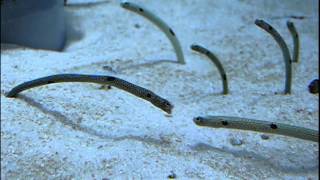 Quarrel with no force. Spotted garden eel fight.世界一迫力の無いケンカ。威嚇し合うチンアナゴ。