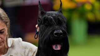 Monty the giant schnauzer wins Westminster dog show