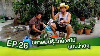 EP. 26 ขยายพันธุ์​กล้วยไม้ง่ายมากๆ ใน 5 นาที