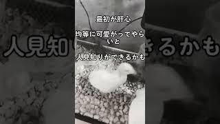 ヒメウズラ 最初が肝心