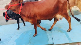 ਬਿਲਕੁਲ ਸਸਤੇ ਮੁੱਲ😧😧 ਸੋਹਣੀਆਂ 3 ਵਹਿੜਾਂ ਵਿਕਾਊ👌Beautiful Three Cows For Sale / Himat Tv