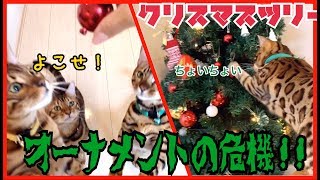 ベンガル猫にクリスマスツリーオーナメントが危機！