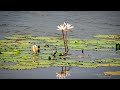 வடுவூர் பறவைகள் சரணாலயம் vaduvur birds sanctuary forest division thiruvarur