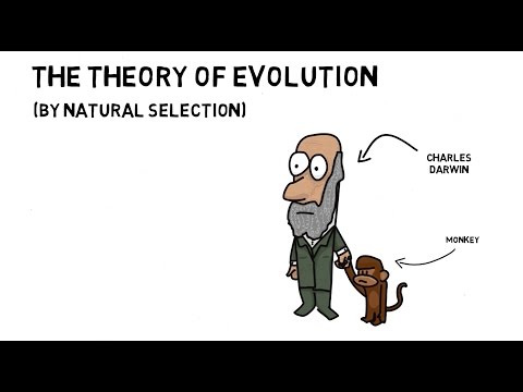 What are the 5 theories of evolution?