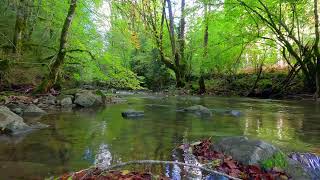 IRATI FOREST / NATURE SOUNDS, WATER STREAM, RIVER SOUNDS, RIVER LANDSCAPE, RELAXING RIVER SOUNDS