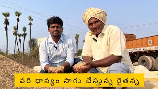 వరి ధాన్యం సాగు చేస్తున్న రైతన్న/ rice seeds farming