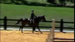 glacier being shown by junior rider in a hunter course