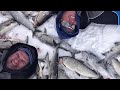 Green Bay Whitefish Craziness