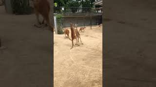 まさかのオチ！カンガルーの喧嘩 in 神戸の王子動物園