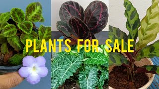 ചെടികൾ വില്പനക്ക് ☘️plants for sale☘️Karthika Home Garden.☘️