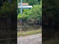Alligators Spotted Swimming In Texas Floodwaters