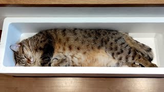 ENG) A spotted seal was sleeping in our living room.