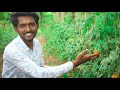 snali🐌 और slug 🐛🐚सें छुटकारा 😲 100 ℅ control of snail and slugs indi farmer 27 rushi