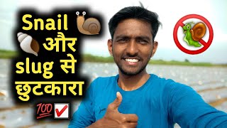 snali🐌 और slug 🐛🐚सें छुटकारा 😲 || 100 ℅ control of snail and slugs || indi farmer 27 || rushi