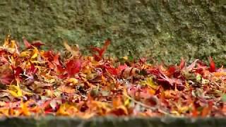 京都秋艶　山科毘沙門堂　-Kyoto of late autumn