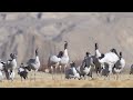 up close view of the rare wildlife black necked crane on the roof of the world tibet.