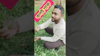 গ্রামের তাজা কলই শাক #farming #agriculture #foryou #গ্রাম #কৃষি