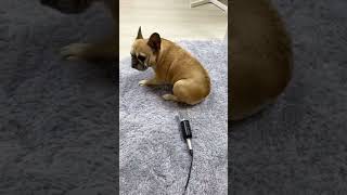 Funny dog and cat moments #6 🤣🤣🤣#shorts #funnyanimals #funnydogs #funnycats #funnydogscatss