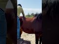 *INSTANT REACTION* WATCH THIS HORSE PROCESS HIS ADJUSTMENT 🐴 Animal Chiropractor