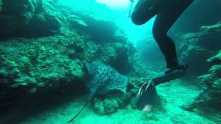 Blotched Fantail Ray - Onna Trench, Okinawa, Japan