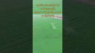 တရုတ်အန်းဟွေးပြည်နယ်တွင် ခေတ်မီနည်းပညာဖြင့် နွေဦးရာသီ စိုက်ပျိုးရေးလုပ်ငန်း ဆောင်ရွက်နေ