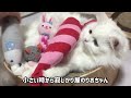 【感動】子猫が２歳になるまでの成長記録【誕生日】【ミヌエット】【growth record from kitten to 2 years old】