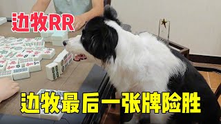 和边牧软软打麻将，软软最后一张牌险胜，真是太刺激了！【边牧RR】