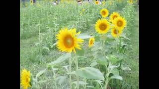 伊佐沼東岸花畑（川越市）～夏絶景！満開の向日葵　今年の見頃は８月上旬Ｐａｒｔ５