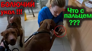 Питбуль Кияра с трудом стерпела укол ! Какой диагноз нам поставили ??