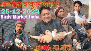 Amroha kabootar market 🕊️25-12-2024. अमरोहा कबूतर बाज़ार। Gola kabootar market. Bird market India.