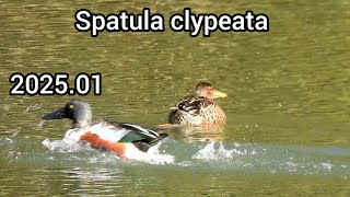 Northern shoveler (Shoveler) | Ducks in the park | January 2025