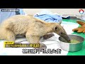 台北市立動物園落跑食蟻獸｢小紅｣脫水又瘦1公斤 動物園 現生命跡象穩定 台灣 蘋果新聞網