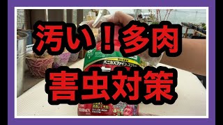 汚い多肉をみつけたら！早期処置！カイガラムシ、すす病。取り敢えずコレ！