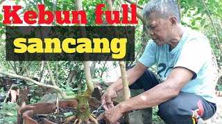 Lahan groun full sancang