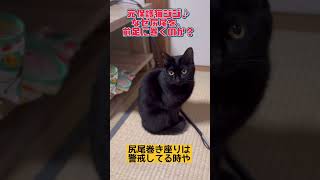 元保護猫ジジ♪尻尾を前足に巻くのはなぜ？#shorts